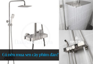 có nên mua sen cây phím đàn